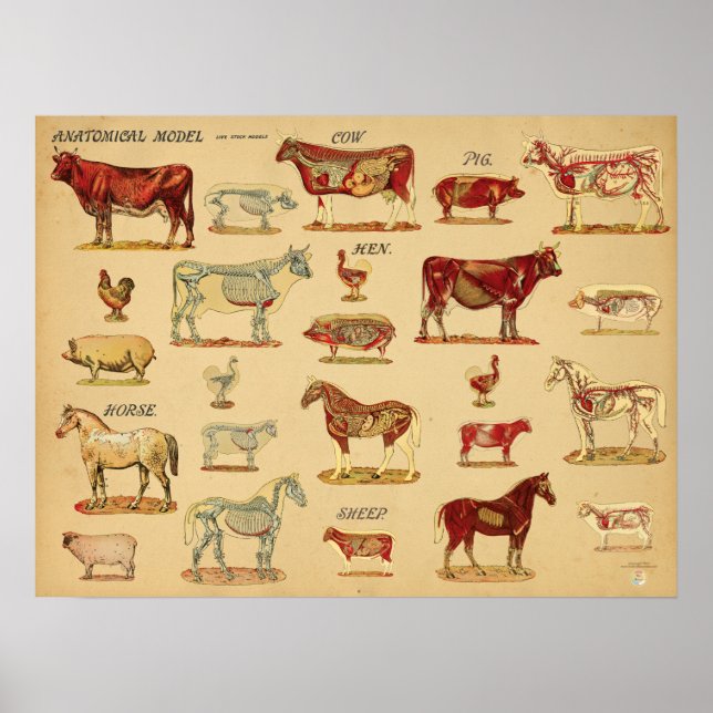 Atlas der Anatomie von Nutztieren Poster (Vorne)