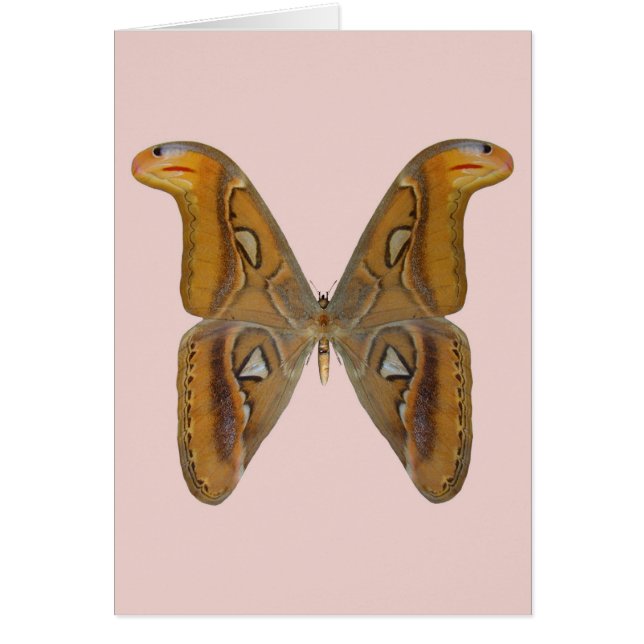 Atlas Moth (Vorne)
