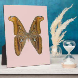 Atlas Moth Fotoplatte