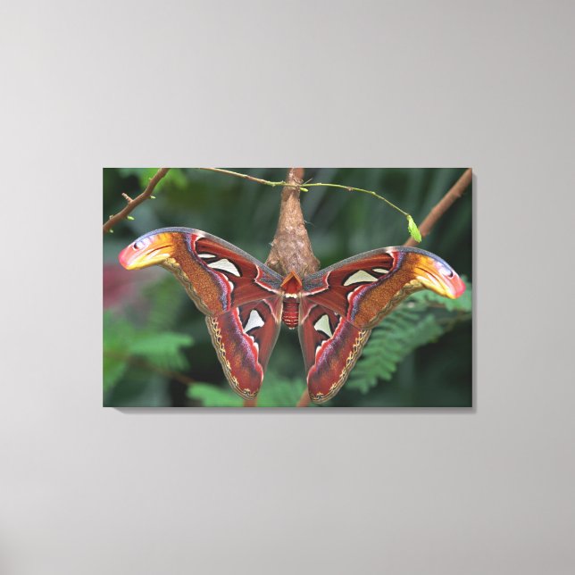 Atlas-Moth Leinwanddruck (Vorderseite)