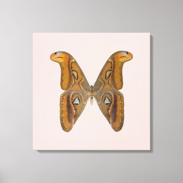 Atlas Moth Leinwanddruck (Vorderseite)