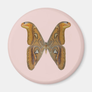 Atlas Moth Magnet