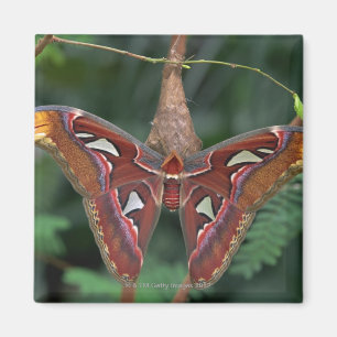 Atlas-Moth Magnet