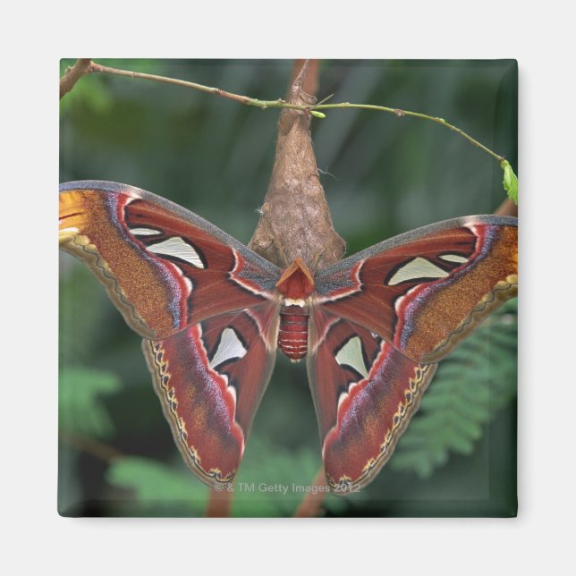 Atlas-Moth Magnet (Vorne)