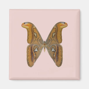 Atlas Moth Magnet