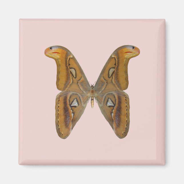 Atlas Moth Magnet (Vorne)