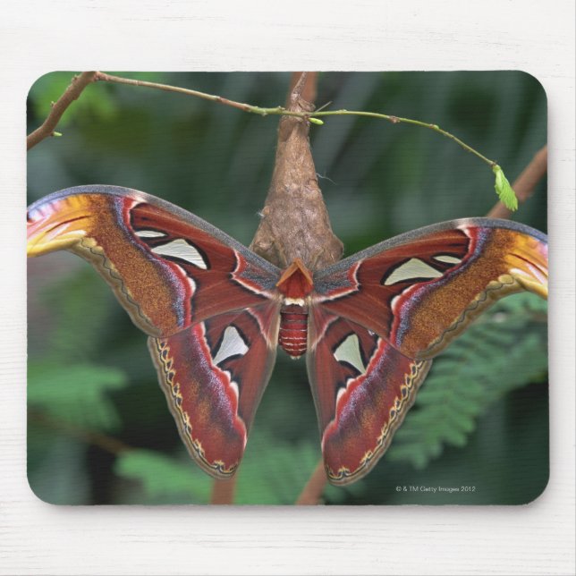 Atlas-Moth Mousepad (Vorne)