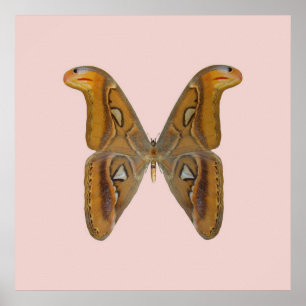 Atlas Moth Poster