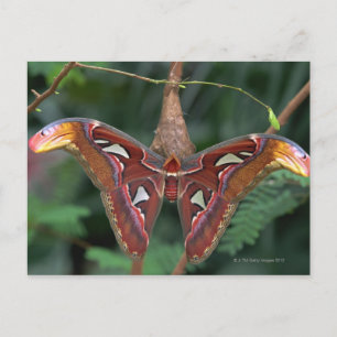 Atlas-Moth Postkarte