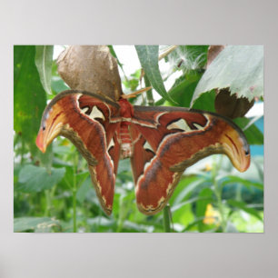 Atlas Moth Print Poster