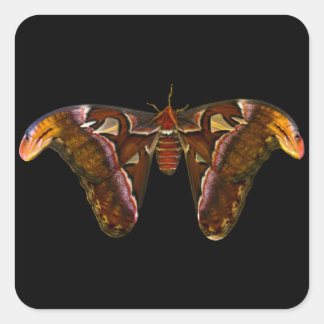 Atlas Moth - Snake Head Quadratischer Aufkleber