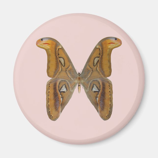 Atlas-Motte Magnet (Vorne)