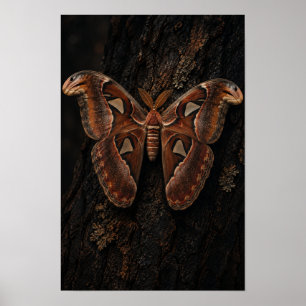 Atlas-Motte ruht auf dunkler Baumrinden-Naturwand Poster