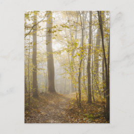 Atmosphärischer Herbstpark im Nebel Postkarte