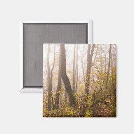 Atmosphärischer Herbstwald im Nebel, Foto Magnet