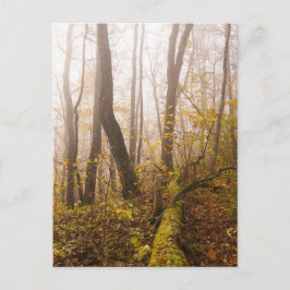 Atmospheric Autumn Forest in Mist Postkarte