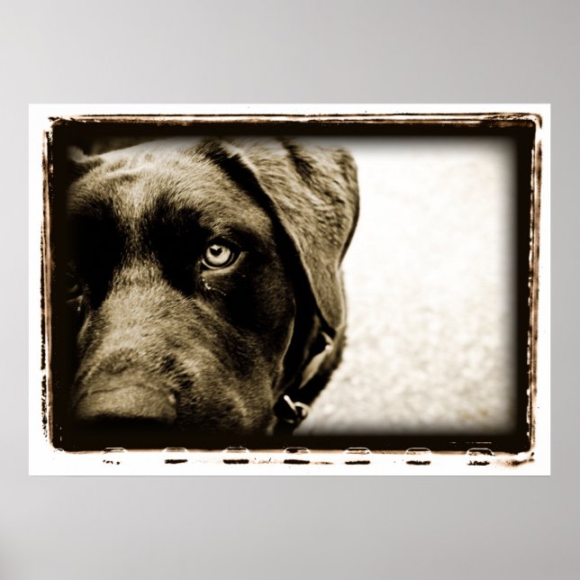 Atome Cerebellum: Stray Poster (Vorne)