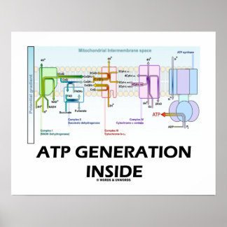 ATP-Generation innerhalb der Elektrotransportkette Poster