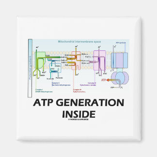 ATP Generation Inside (Elektronenverkehrskette) Magnet