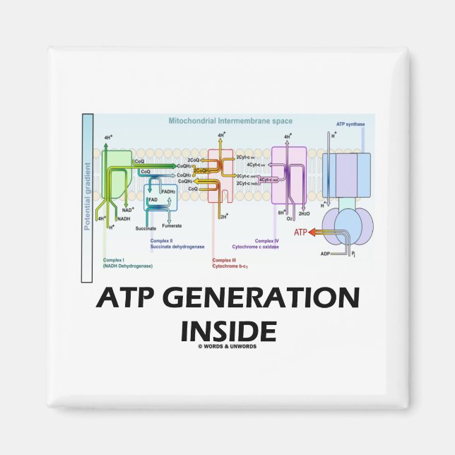 ATP Generation Inside (Elektronenverkehrskette) Magnet (Vorne)