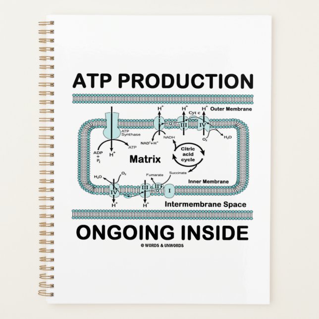 ATP-Produktion läuft innerhalb des Mitochondriums Planer (Vorderseite)