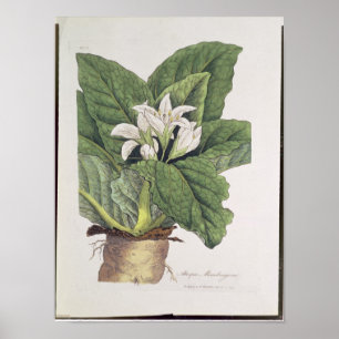 Atropa mandragora poster