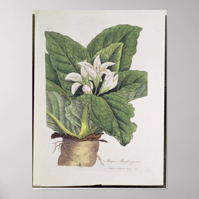 Atropa mandragora poster (Vorne)