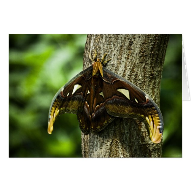 Attacus Atlas Card (Vorderseite (Horizontal))
