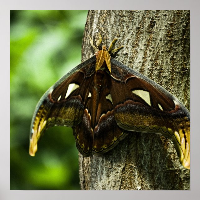 Attacus Atlas Druck Poster (Vorne)
