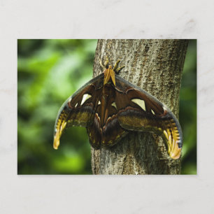 Attacus Atlas Postcard Postkarte