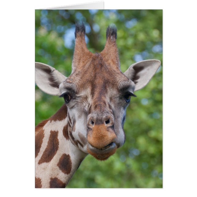 Attentive Giraffe (Vorne)