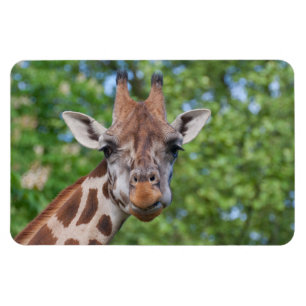 Attentive Giraffe Magnet