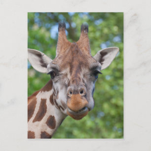 Attentive Giraffe Postkarte