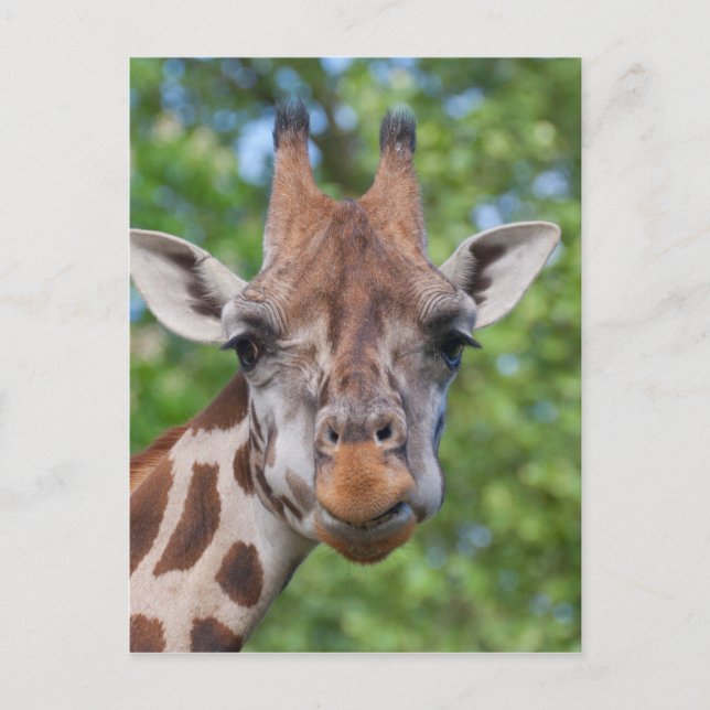 Attentive Giraffe Postkarte (Vorderseite)