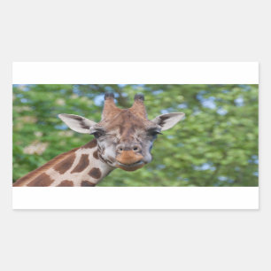 Attentive Giraffe Rechteckiger Aufkleber