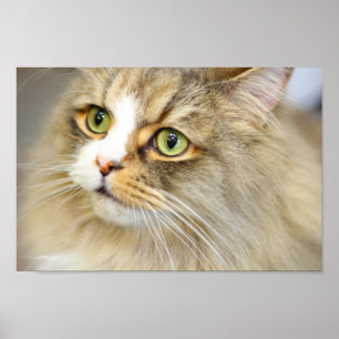 Attentive Ragamuffin Cat Poster