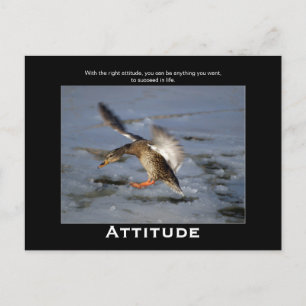 Attitude Mallard Duck Motivierend Postkarten