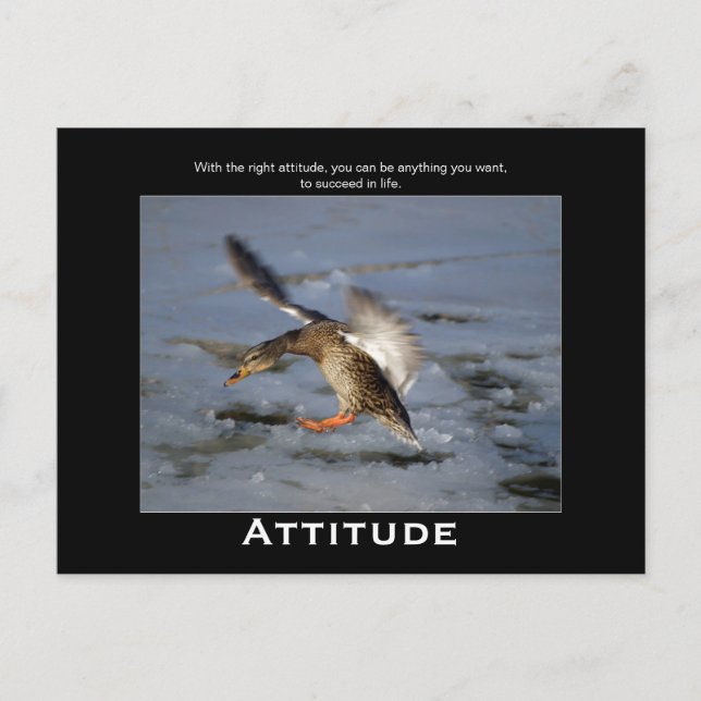 Attitude Mallard Duck Motivierend Postkarten (Vorderseite)
