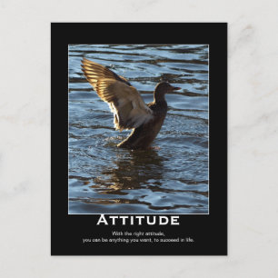Attitude Mallard Duck Motivierend Postkarten