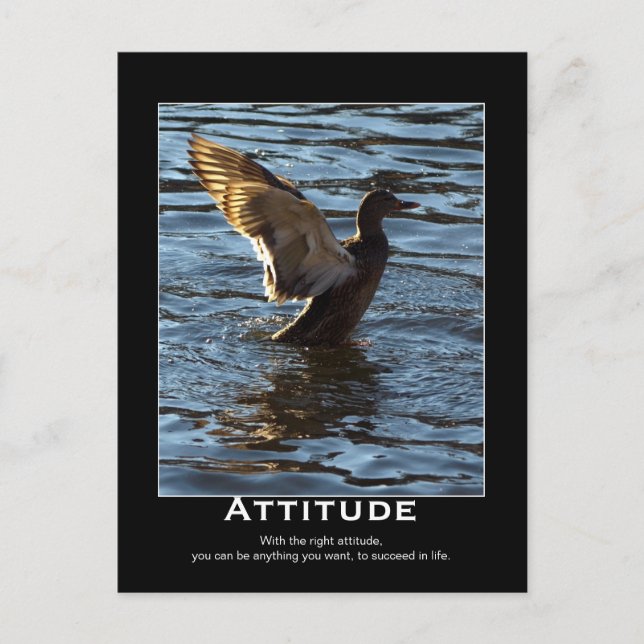 Attitude Mallard Duck Motivierend Postkarten (Vorderseite)
