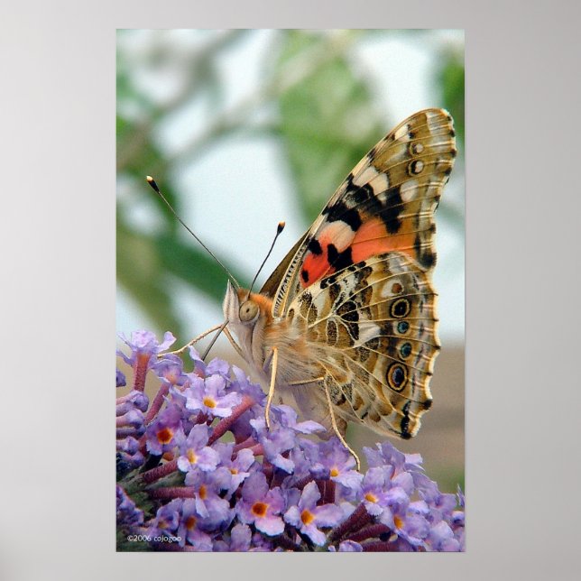 'Attitude' Poster (Vorne)