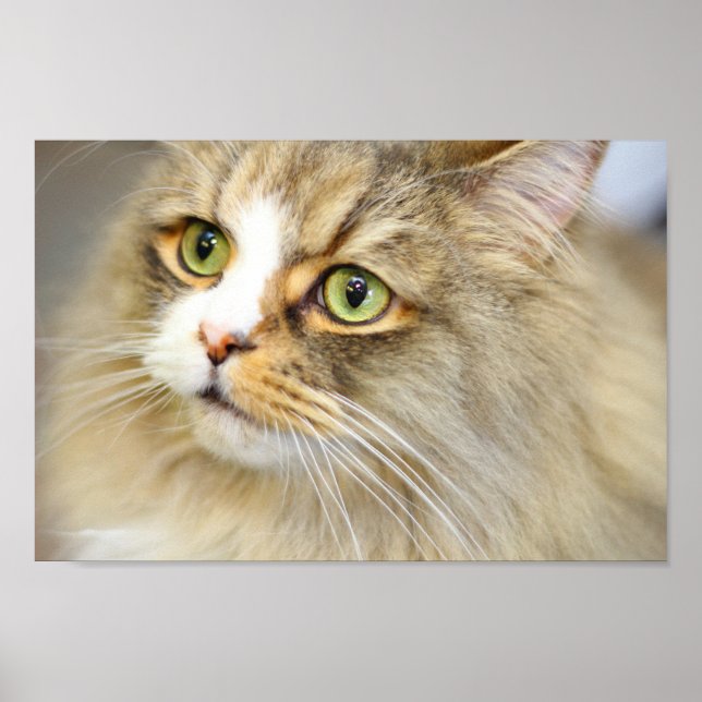 Attive Ragamuffin-Katze Poster (Vorne)