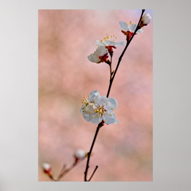 Attraktive japanische Apricot-Blume Poster (Vorne)