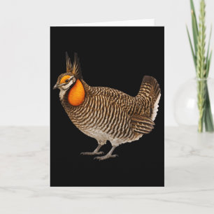 Attwaters Präriehuhn Vogel Wildtiere Natur Karte