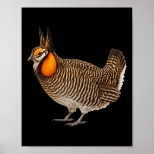 Attwaters Präriehuhn Vogel Wildtiere Natur Poster