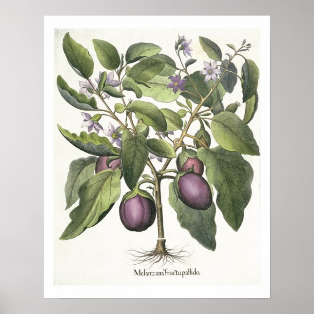 Aubergine: Melanzana fructu pallido, aus der "Hor" Poster (Vorne)
