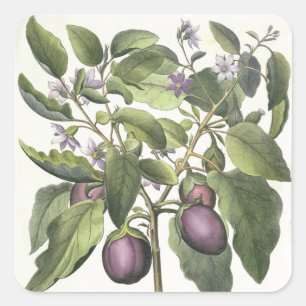 Aubergine: Melanzana fructu pallido, aus der "Hor" Quadratischer Aufkleber