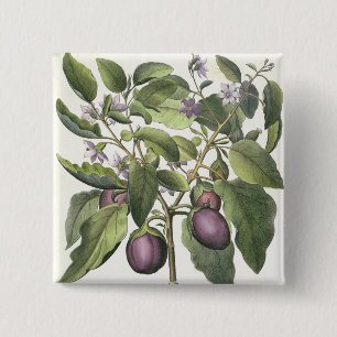 Aubergine: Melanzana fructu pallido, vom 'Hor Button