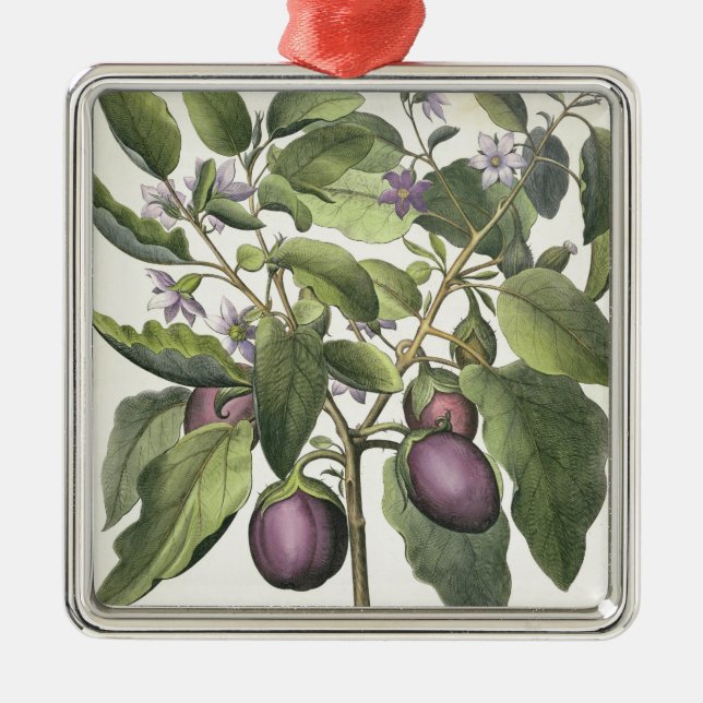 Aubergine: Melanzana fructu pallido, vom 'Hor Ornament Aus Metall (Vorne)