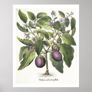 Aubergine: Melanzana fructu pallido, vom 'Hor Poster